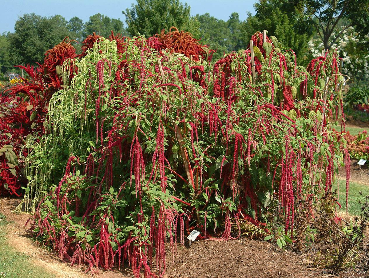 амарант вишневый джем. амарант хвостатый лавина. амарант щирица огородный. цветок амарант хвостатый. амарант хвостатый семена.