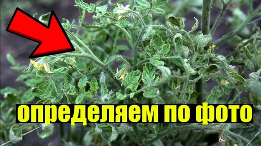 САМЫЕ СТРАШНЫЕ БОЛЕЗНИ ТОМАТОВ! КАК ОПРЕДЕЛИТЬ И КАК БОРОТЬСЯ