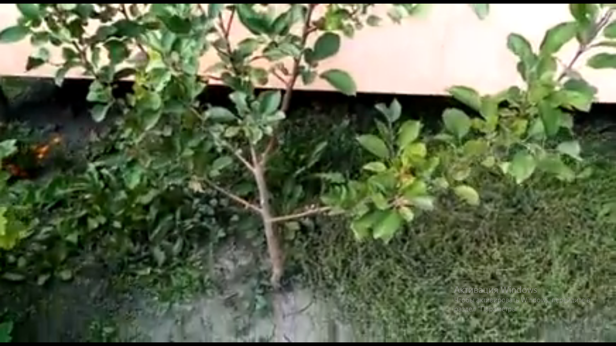 Наша Мельба пока невысокая, 4 ый год.