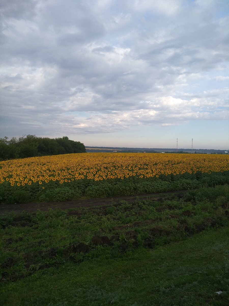 ПОЛЯ из СОЛНЫШЕК