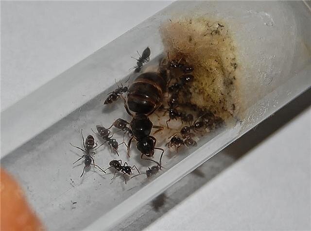 Колония lasius niger