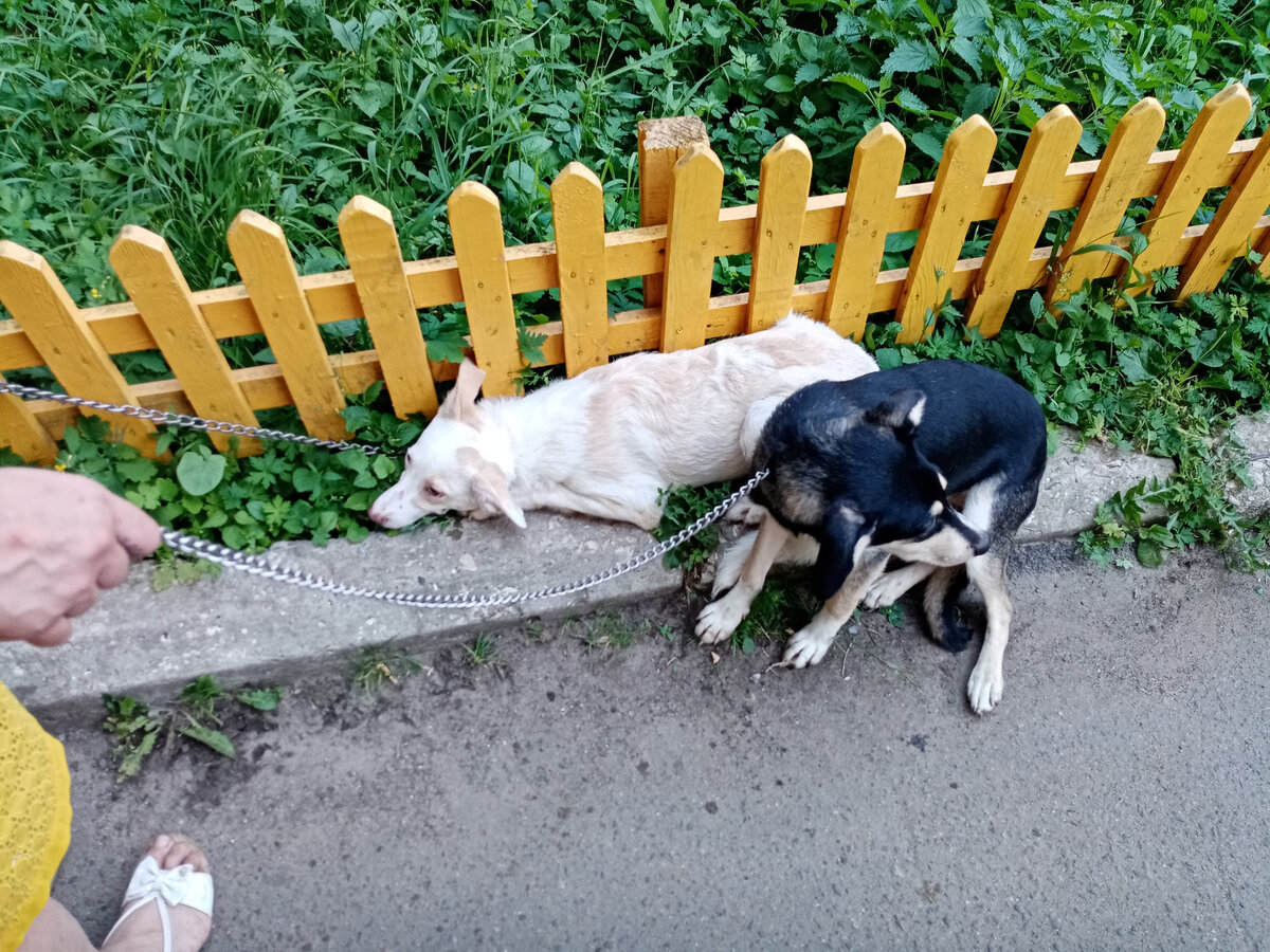 Умка и Фая. Фото от 27.06.2021г. Фото из личного архива