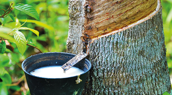 Сок каучукового дерева