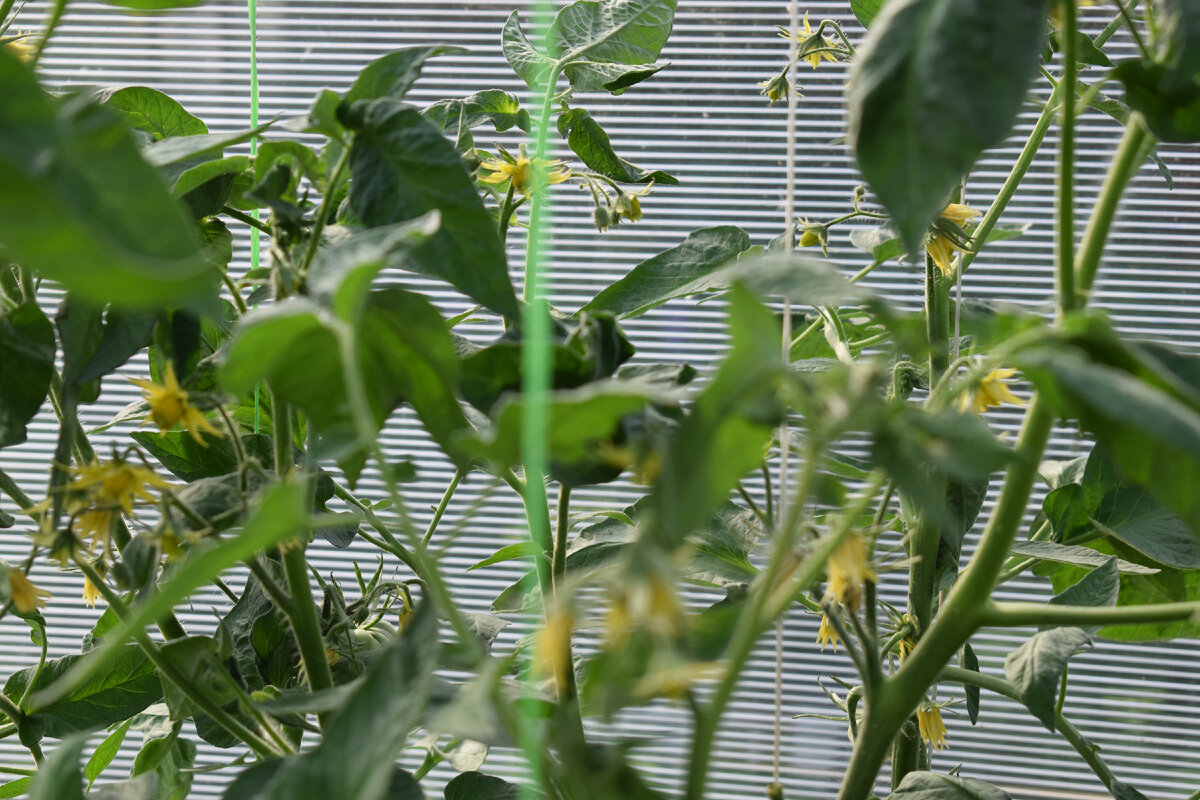 томаты цветут в теплице(фото автора)2021