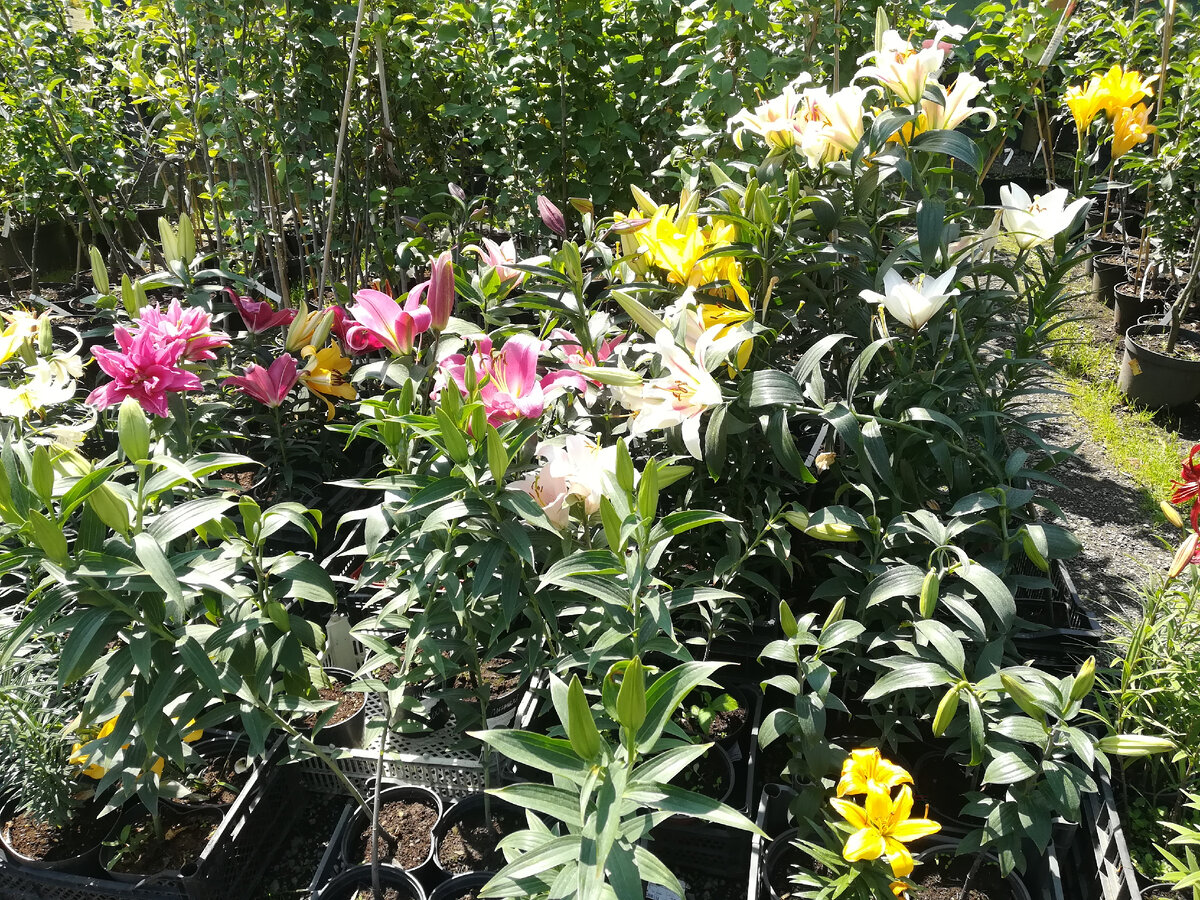 Разнообразные сорта лилий 