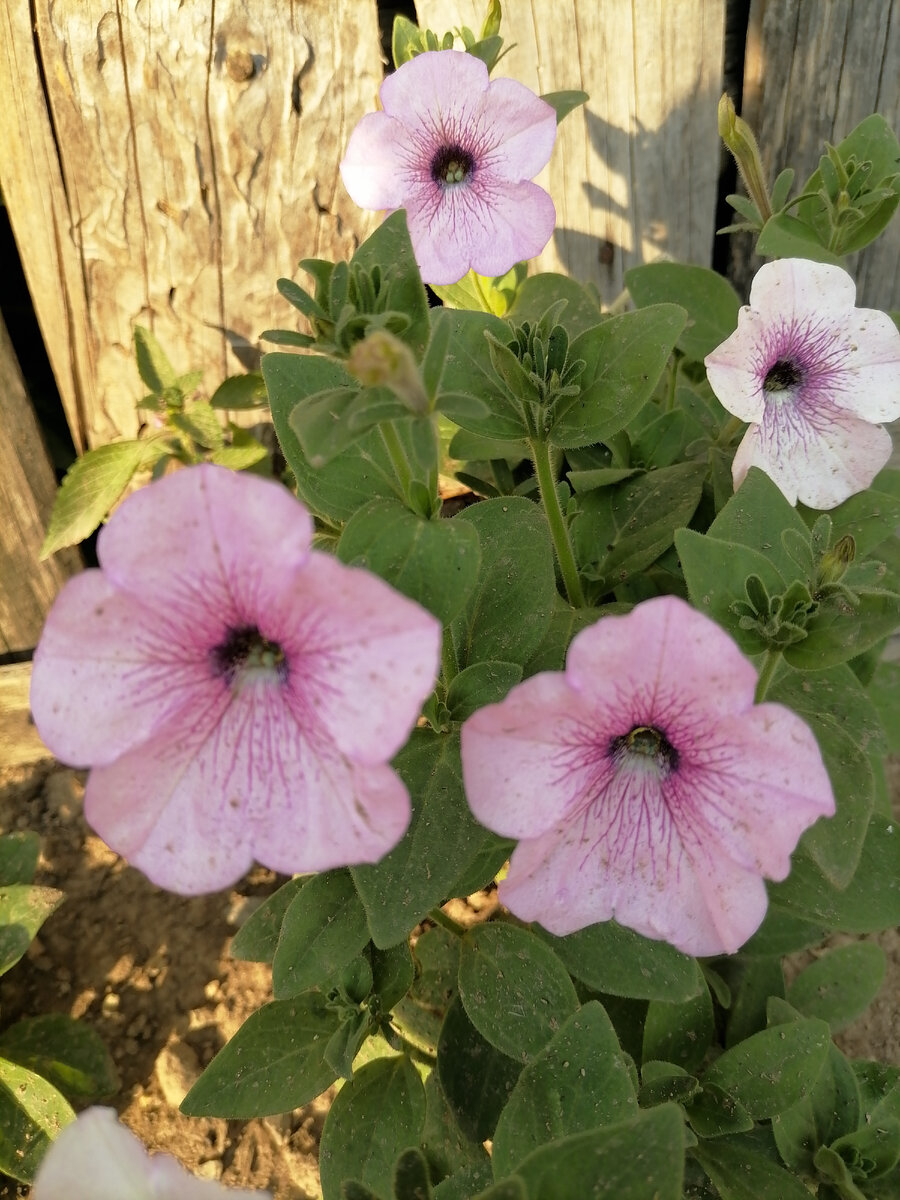 Простая петуния