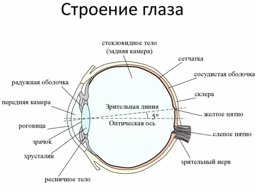 Строение первого. Строение глаза сетчатка роговица хрусталик. Строение зрительного анализатора глазное яблоко. Строение глаза человека анатомия. Строение глаза человека схема.