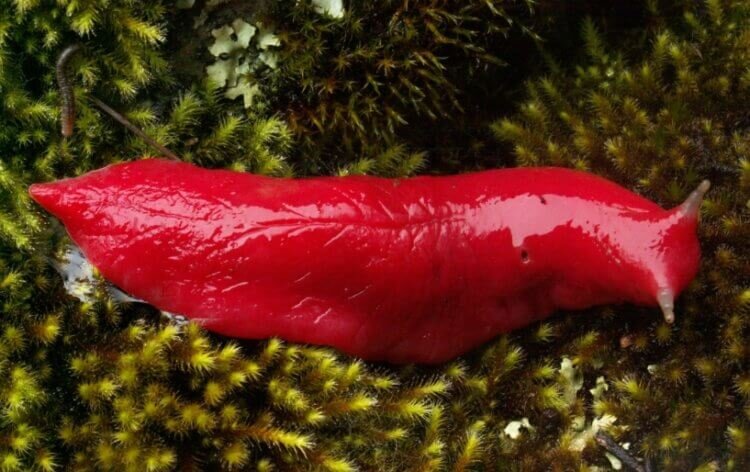 Розовый слизень Австралии, о которой пойдет речь чуть ниже 