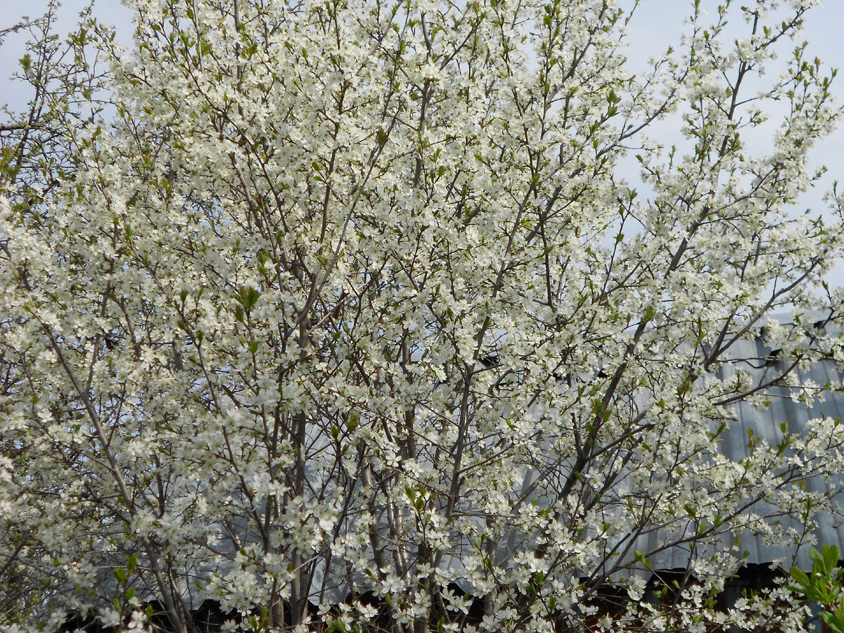 Имбирь: увеличение желания и энергии