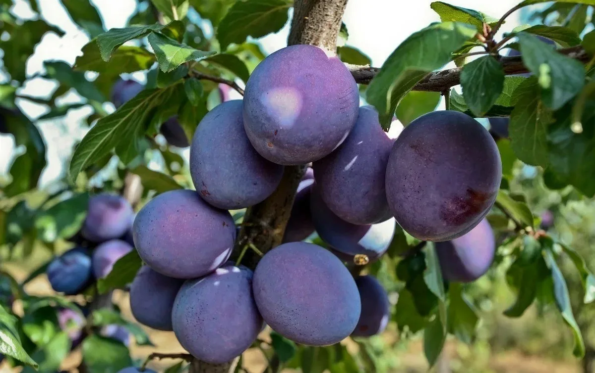 слива куст. слива этюд опылители. слива венгерка корнеевская. алыча синяя. слива кромань.