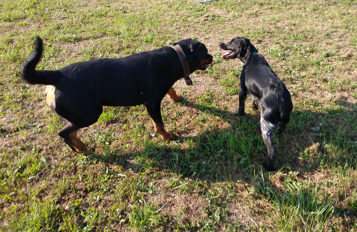 Опять игрушечки