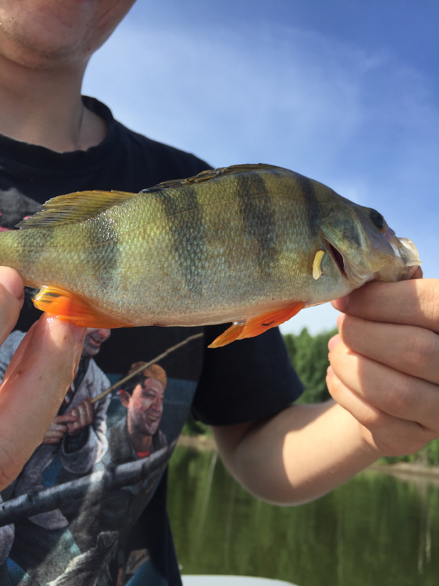 Еще один достойный экземпляр