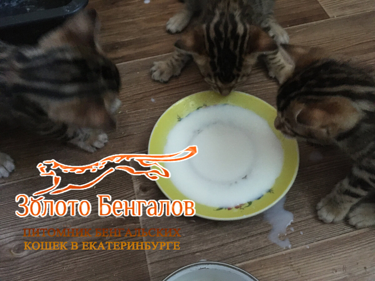 Золото Бенгалов, первое молоко не из мамы.