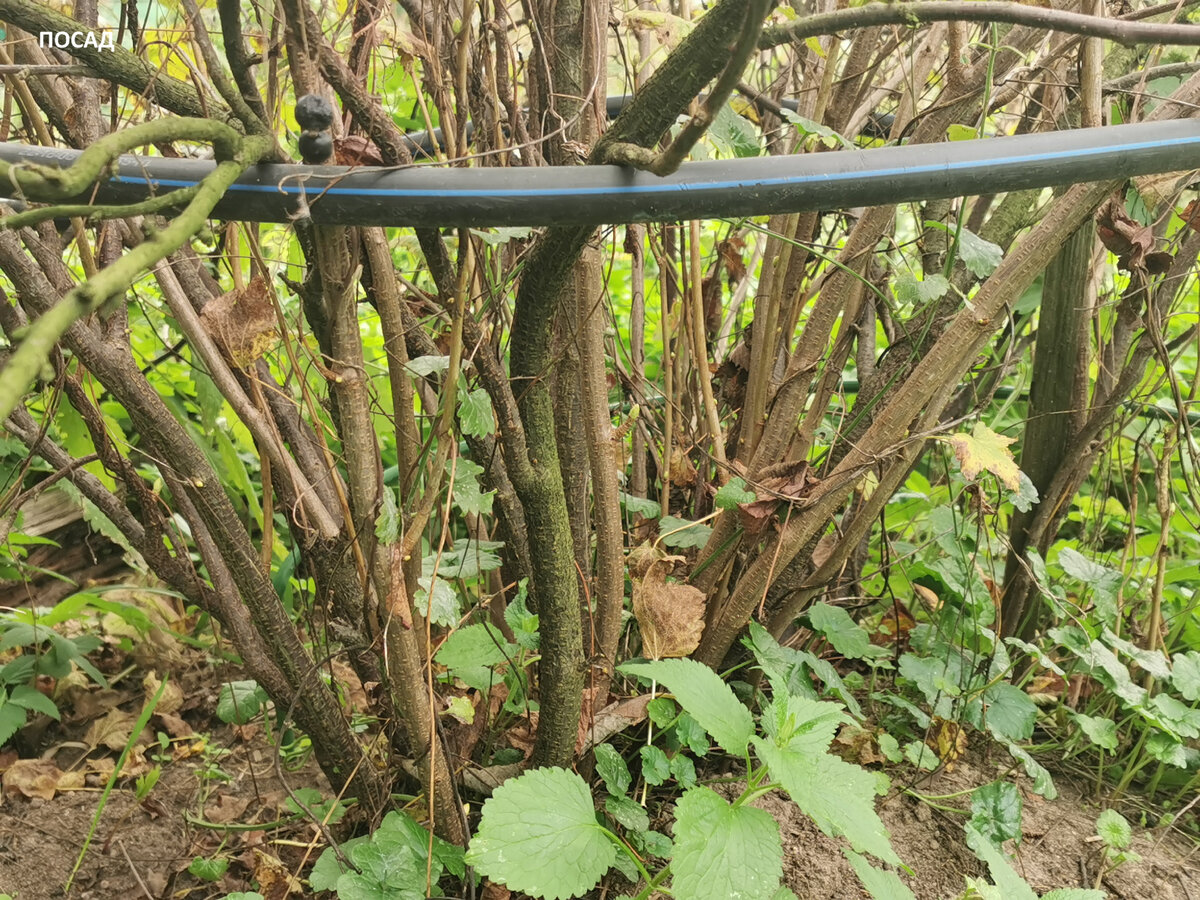 А это тот же самый куст через год после той обрезки. Видите, какие дебри? Поэтому не бойтесь брать в руки секатор: смородина очень пластична и прощает все ошибки. Она отрастает даже после обрезки на пень!