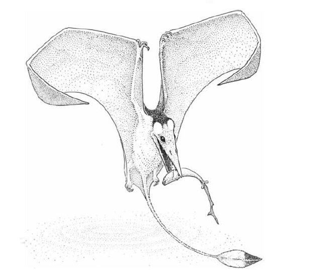 Сордес за авторством Роберта Бэккера