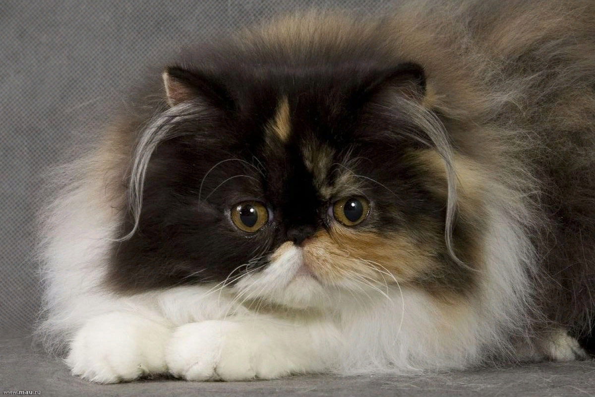 Что такое перс. Персидская длинношерстная шиншилла. Персидский кот персидский. Персидская кошка породы кошек. Персидский Пекинес кот.