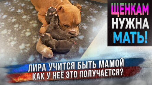 Download Video: Щенкам нужна мать! Собака Лира учится быть мамой. Получится ли у неё это?