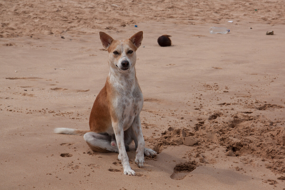 Дикие Собаки Шри-Ланки и Забавная История у Меня с Ними