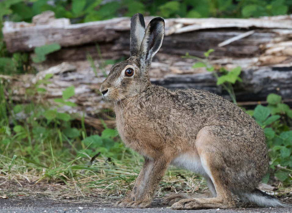Фотография взята из источника talanov.kirov.ru