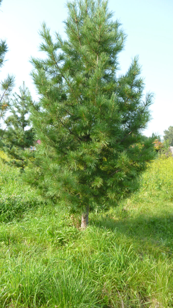 Красавец кедр. Молодой.