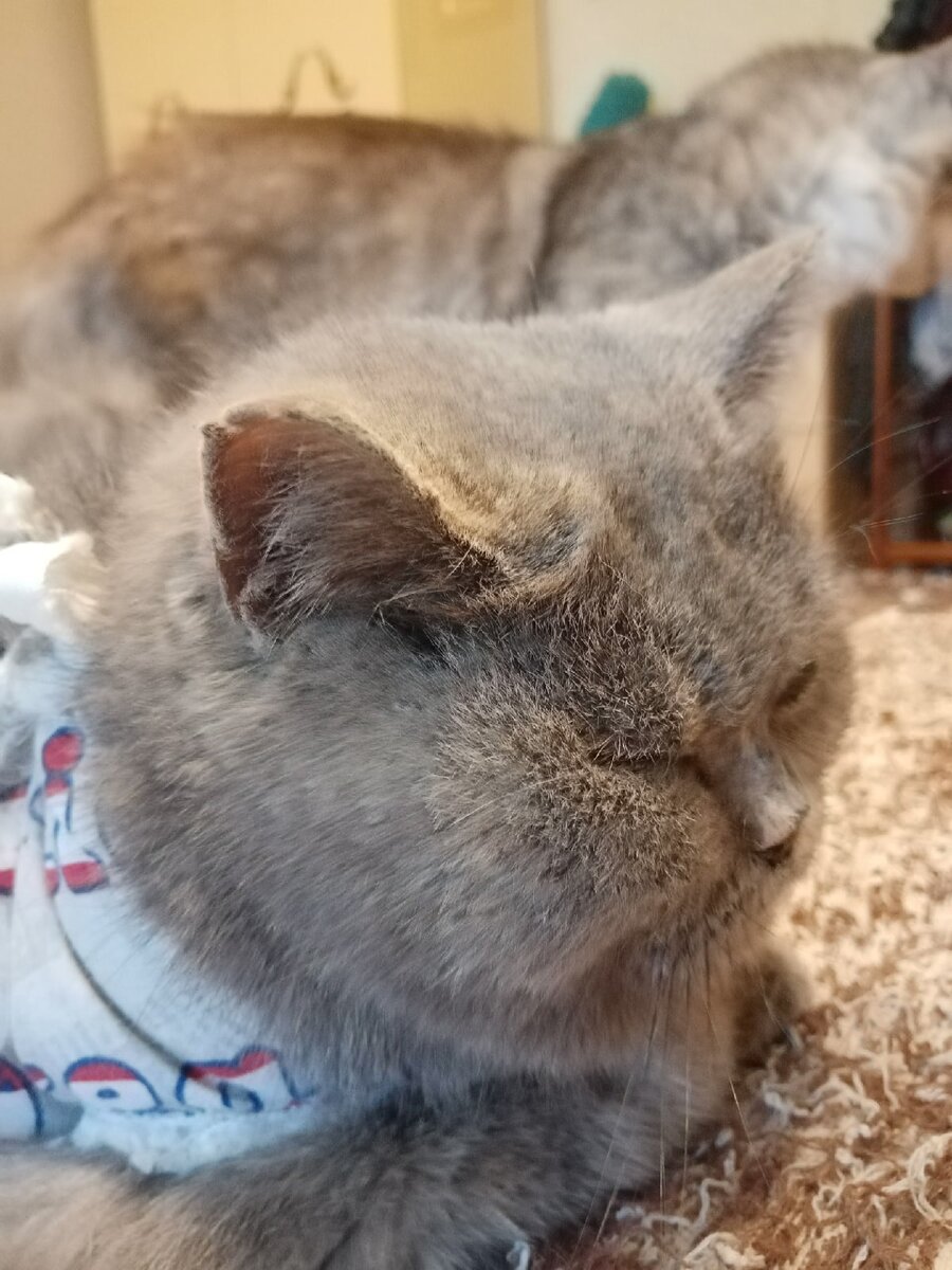 котики разбор