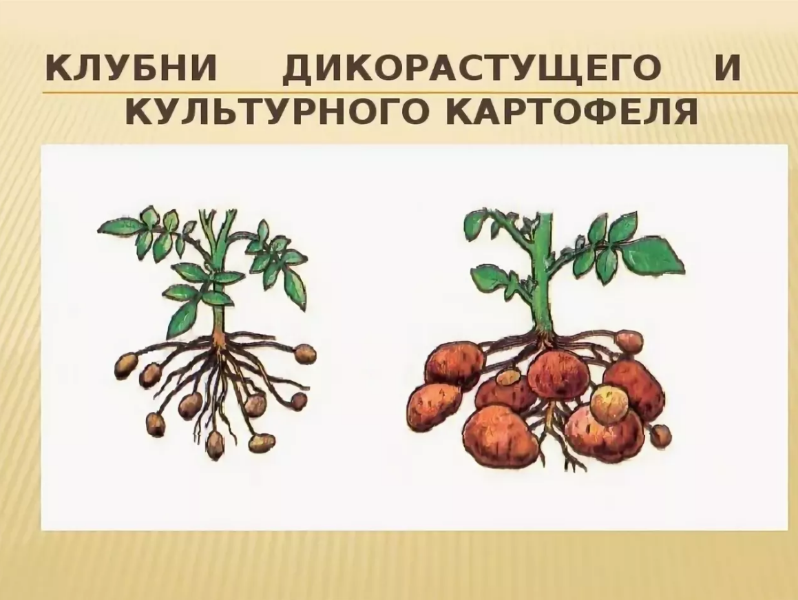 Предок картофеля. Дикий предок картофеля. Селекция картофеля. Картофель культурное растение.