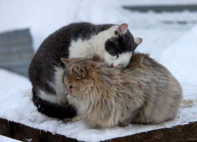 Котейки