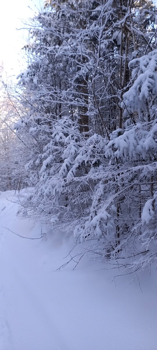 Заснеженные деревья на сопке