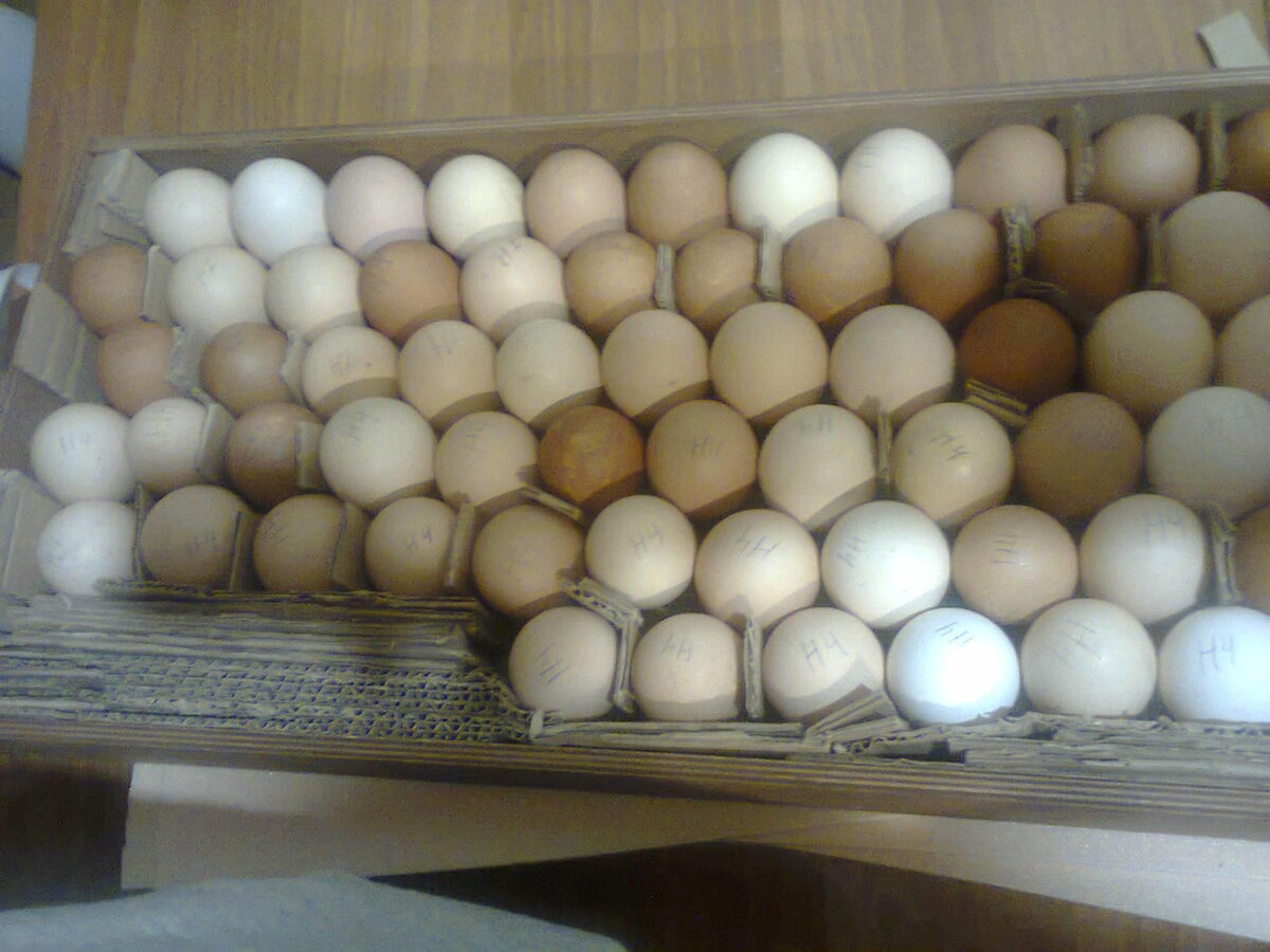 До недавнего времени, птицефабрика закупала инкуб. яйцо по цене 20 руб за одно яйцо. Теперь же цена - 40 руб. за яйцо.
Думаю не надо говорить к чему это приведет, подорожание мясо птицы неизбежно.-2
