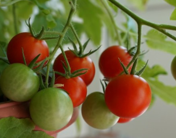 Помидоры изобилие. Томат изобилие f1. Эсмира помидоры. Томат купидон. Томат волгоградский скороспелый 323.