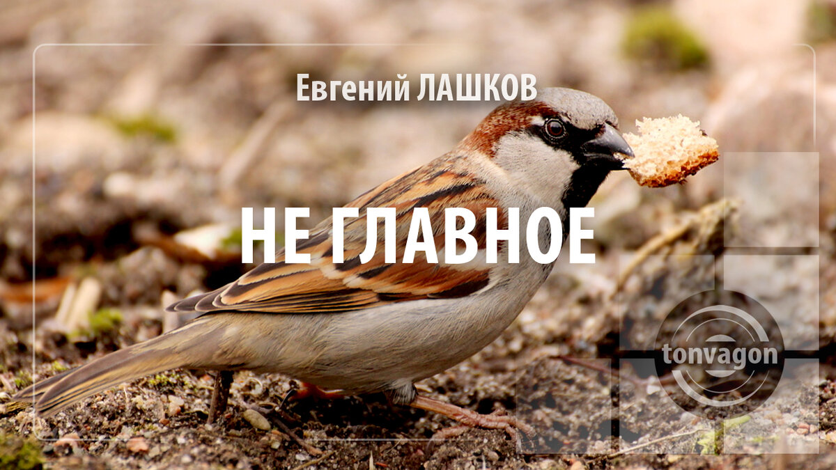 Стихотворение участвовало в конкурсе проекта ТОН-ВАГОН