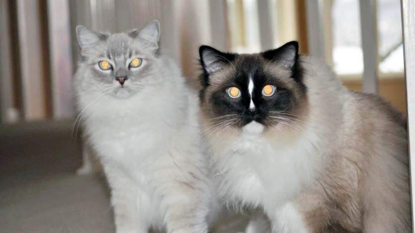 источник фото: Pinterest