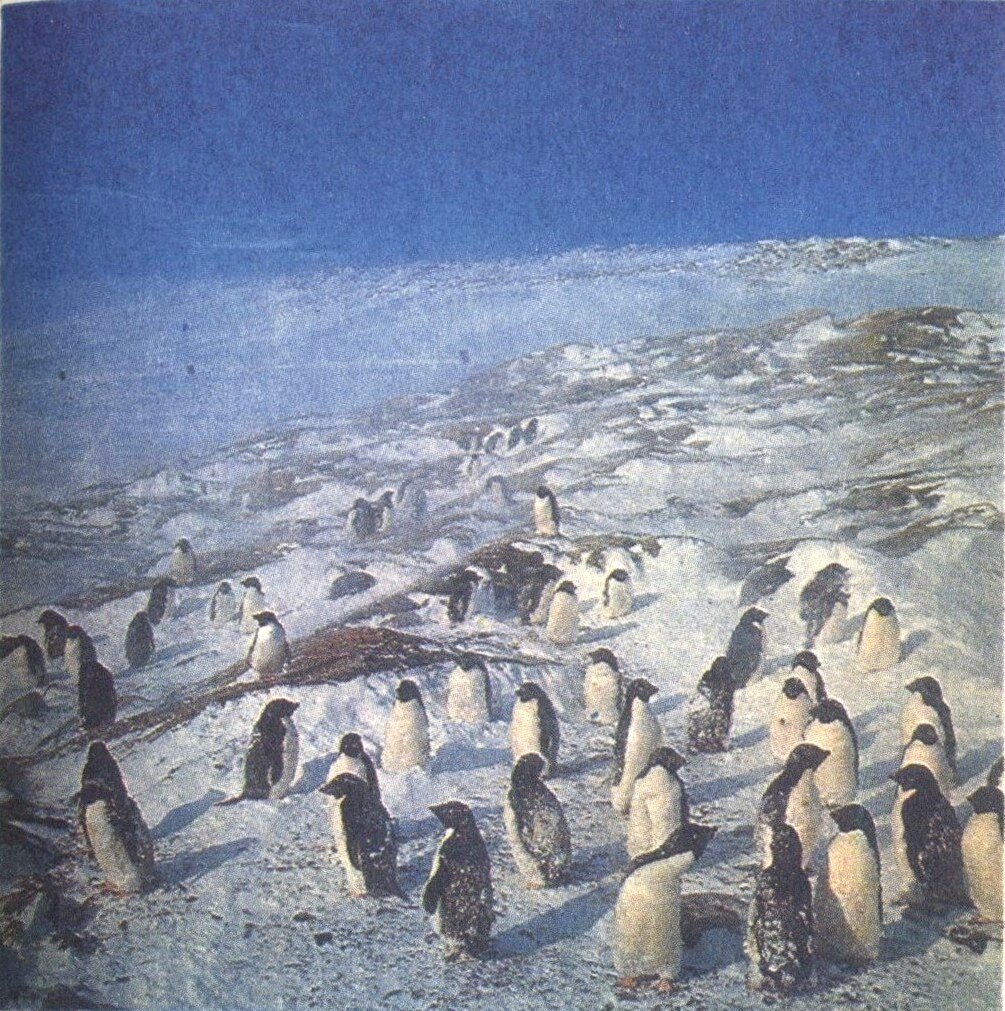 Пингвины чувствуют себя великолепно среди снегов и льдов Антарктиды