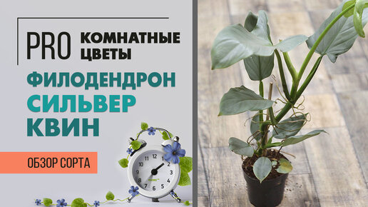 Филодендрон Сильвер Квин | Как правильно ухаживать за филодендроном