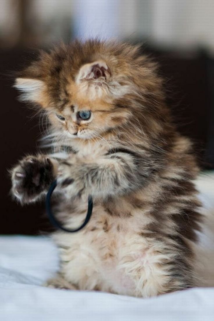Котёнок.