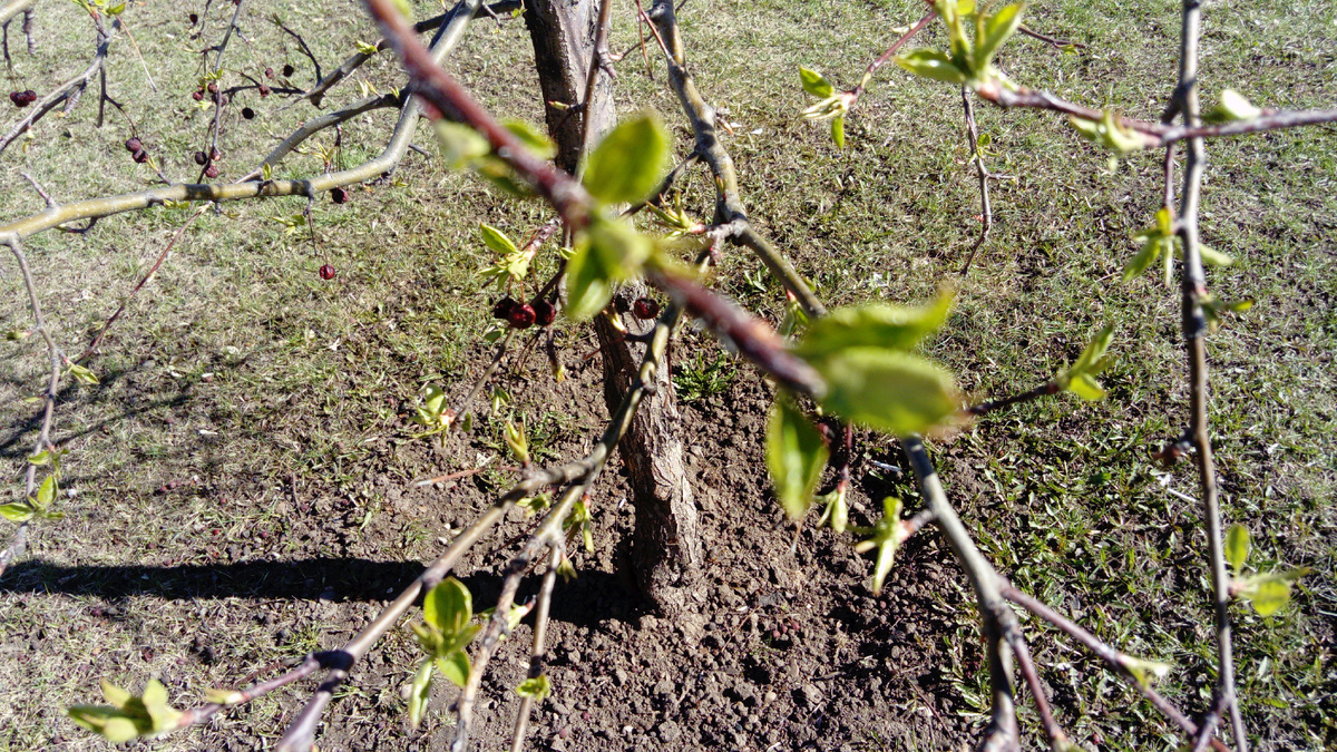 Это яблоня на аллее, где и Дашка, и Грейс любят гулять