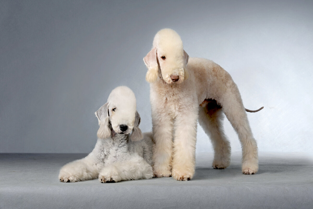 История развития