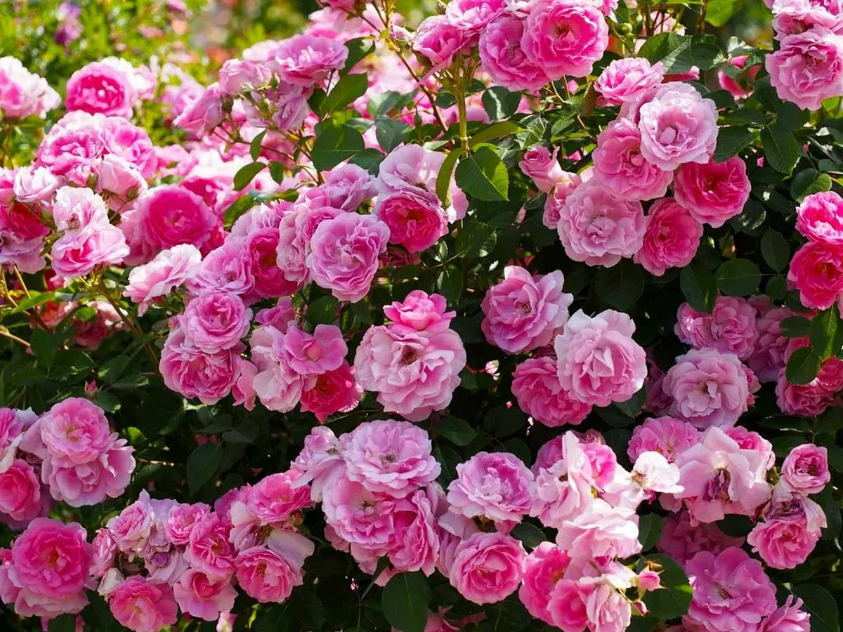 просто карасиво