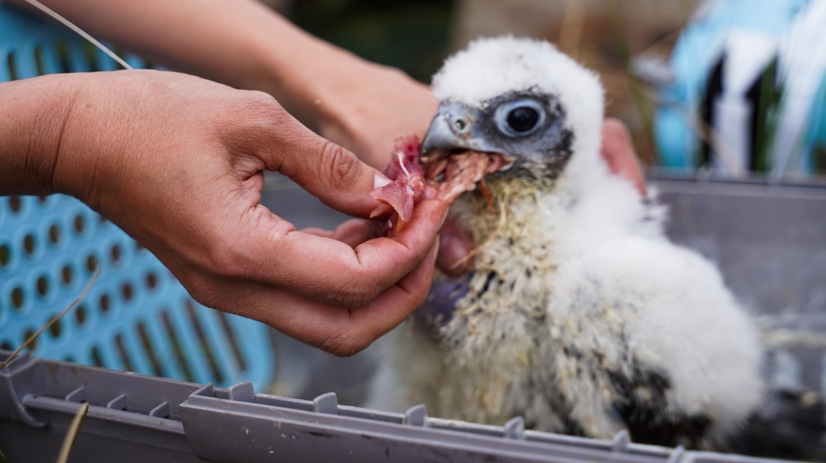   Российская сеть изучения и охраны пернатых хищников / wwf.ru