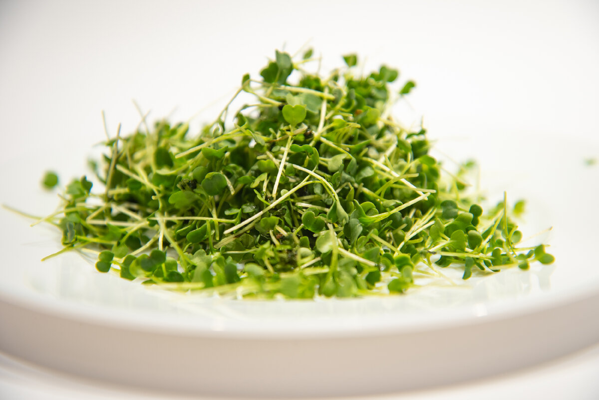 Микрозелень Руколы