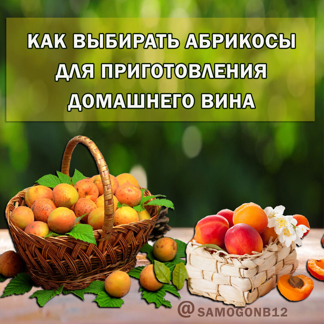 Как выбирать абрикосы для приготовления вина. Коллаж автора ©