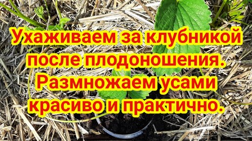 Ухаживаем за клубникой после плодоношения. Размножаем усами красиво и практично.