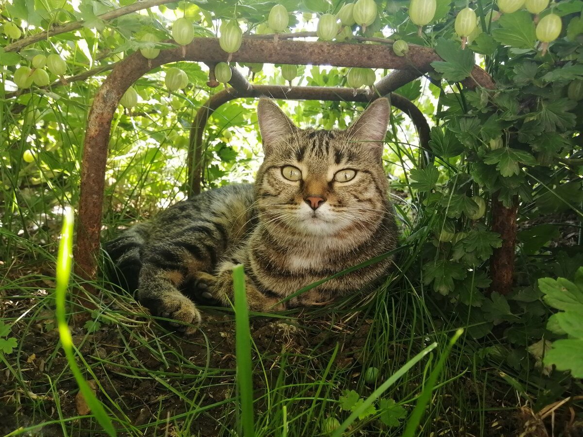 Наша котейка