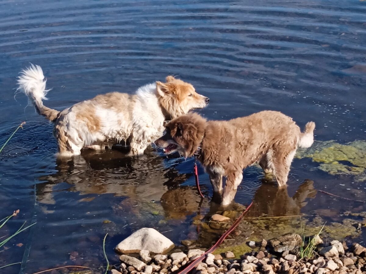 Привет  всем  от  Джека и  Шоколадки.  К лету   подготовились - посетили  грумера.  