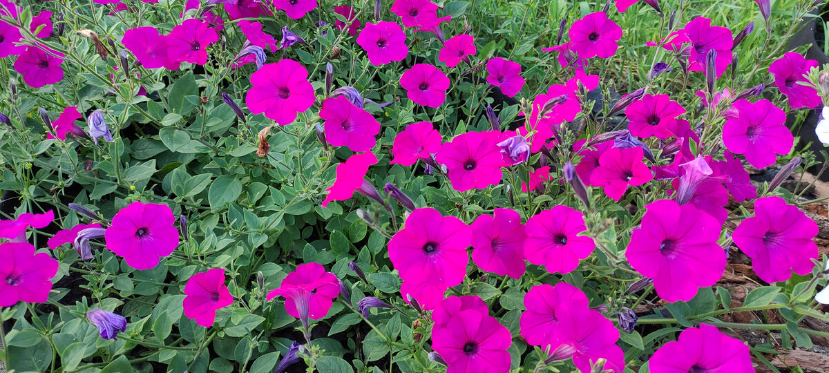 фото от 15 июля