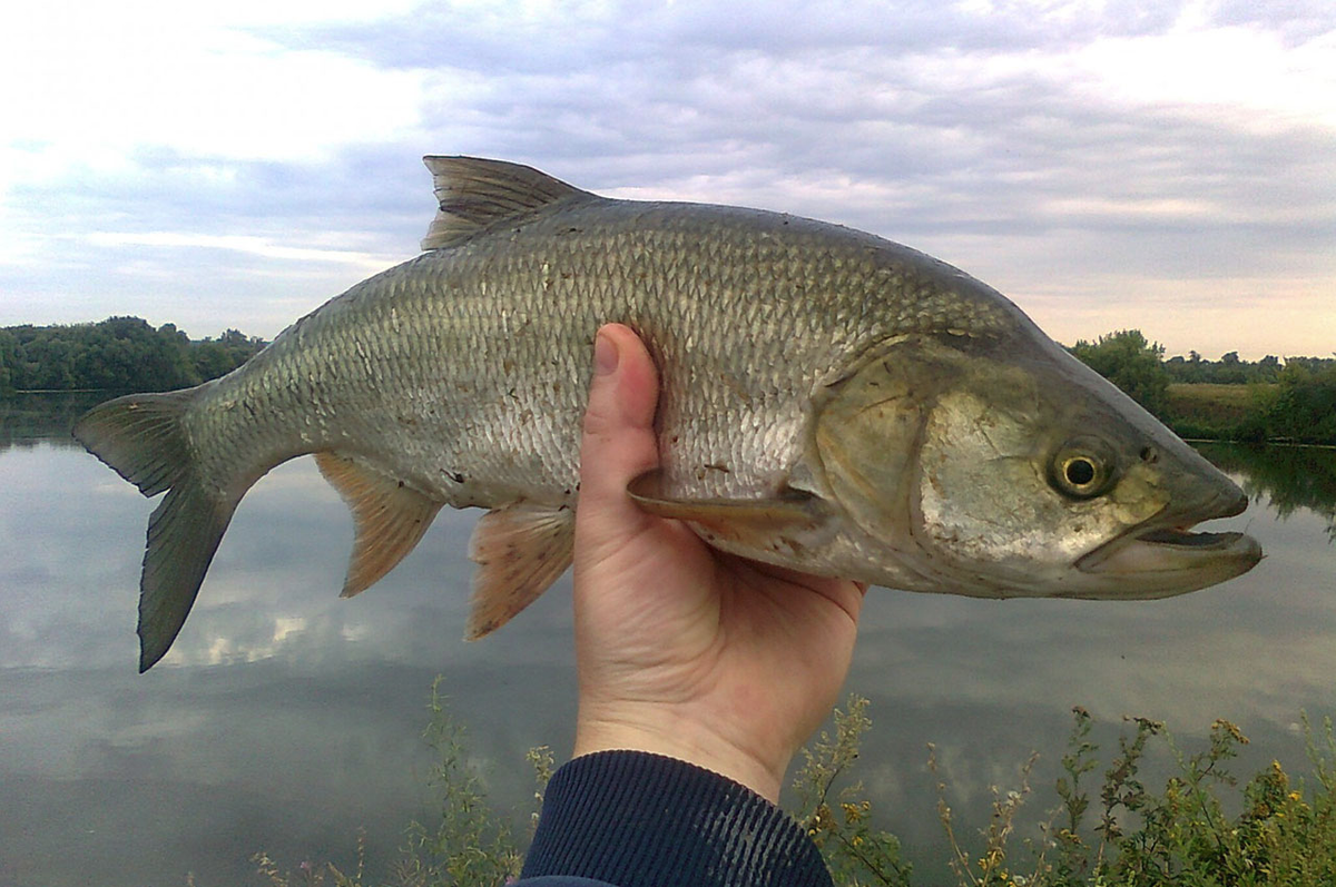 Фото с сайта: https://gruzarf.ru