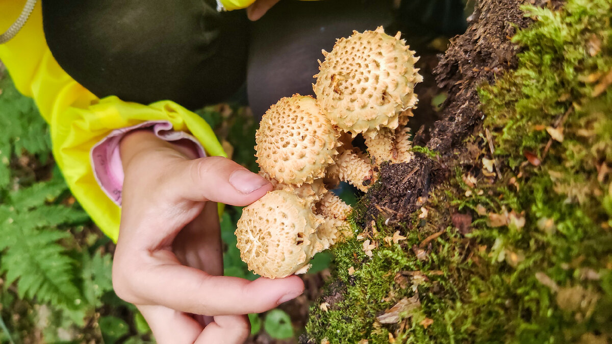 Вполне съедобный 🍄 