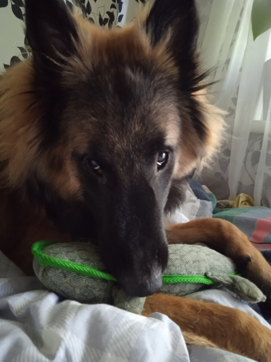 Крокодил. Прожил чуть больше недели... 