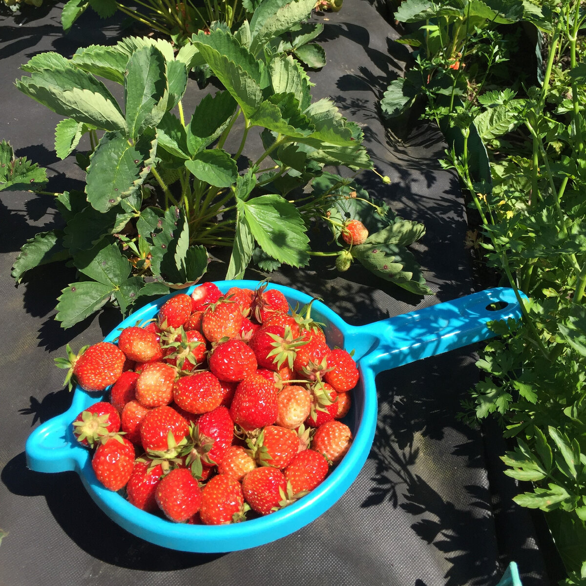 Душистая вкуснятина.