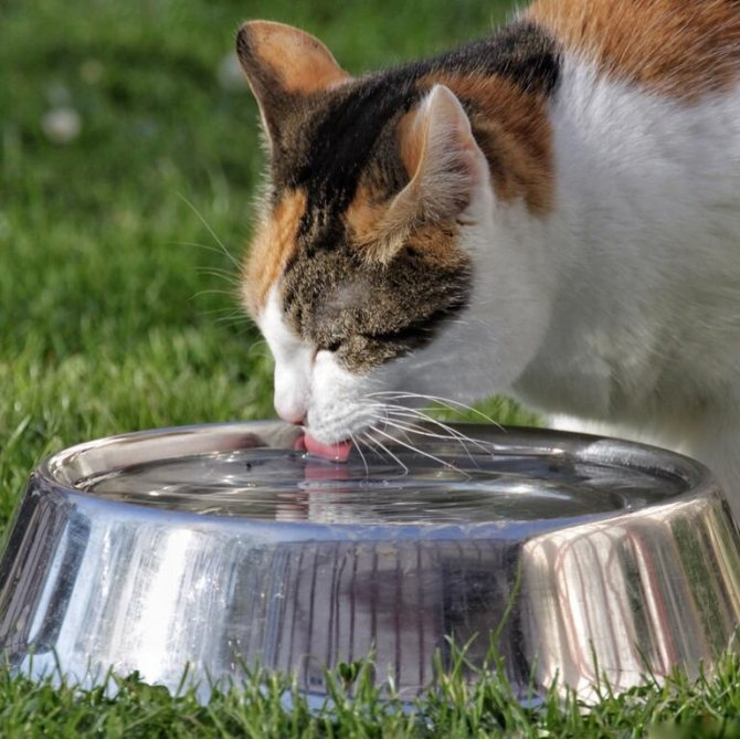 Кошки не пьют там где едят и не едят там где пьют. | Vorchun_Vlog | Дзен